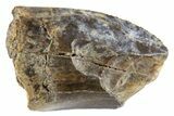 Partial Fossil Tyrannosaur Tooth - Judith River Formation #302549-1